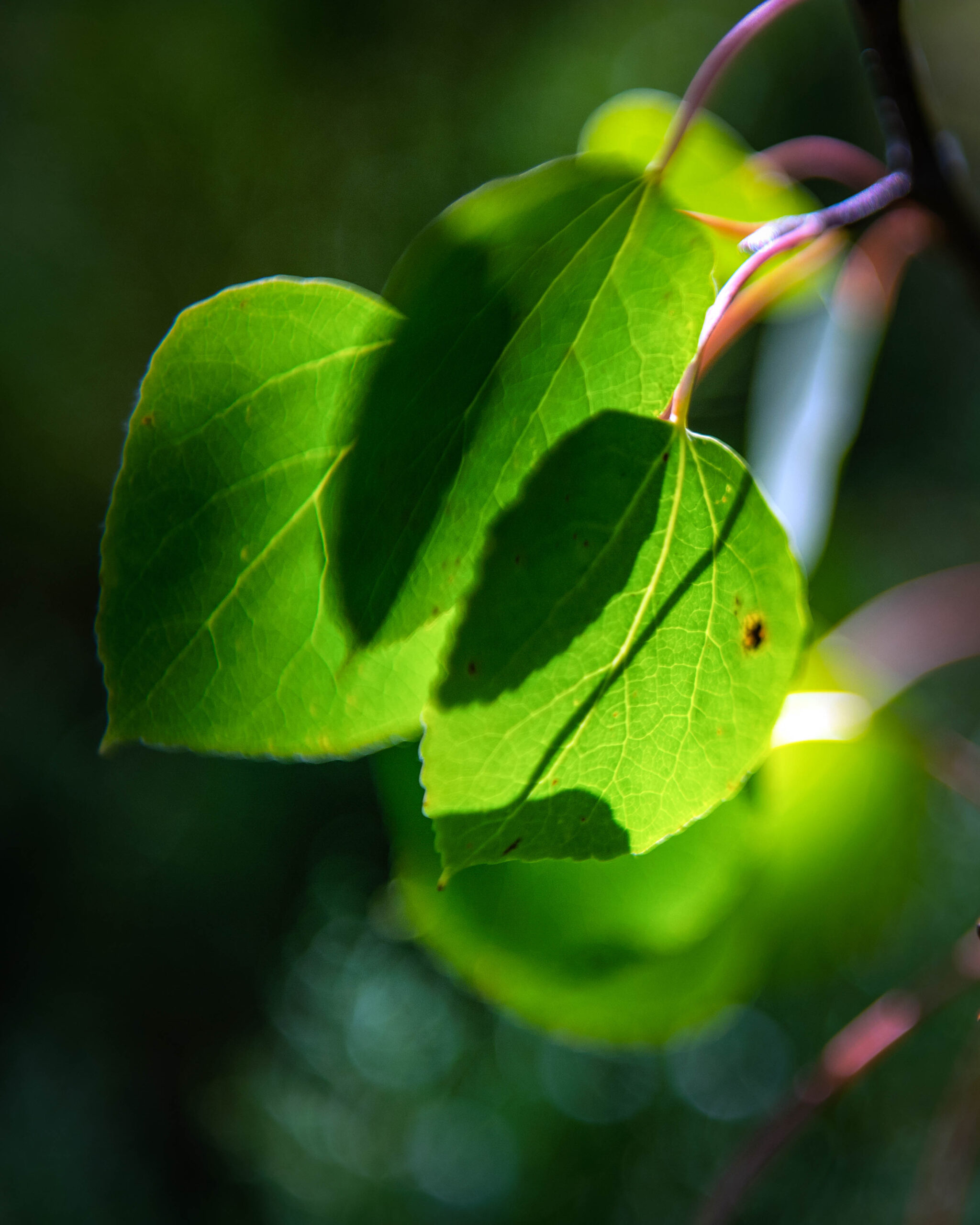 green leaves